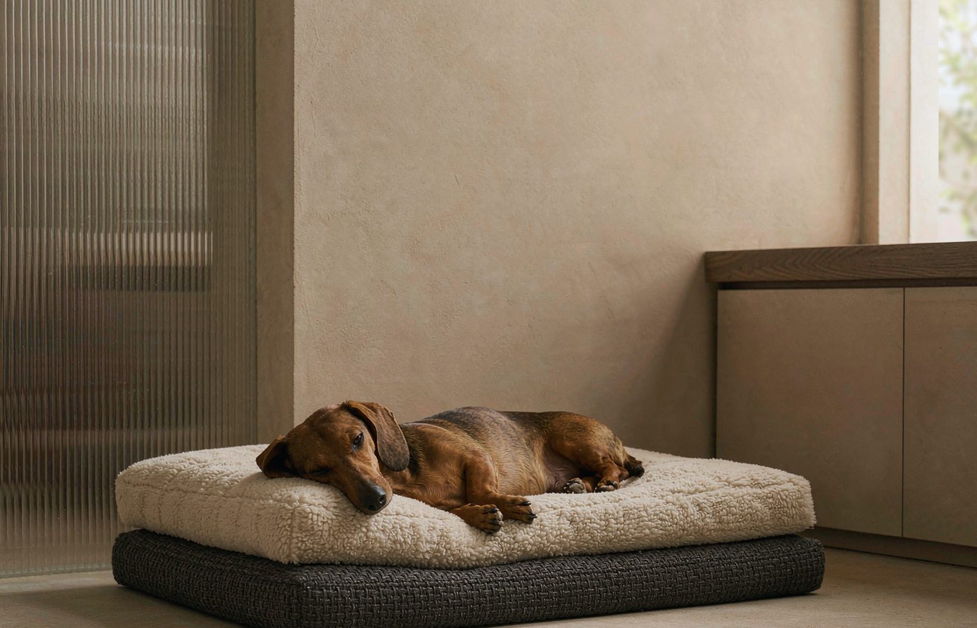 A smooth-haired dachshund lying asleep on a pale cushioned dog bed in a quiet corner of a living room.