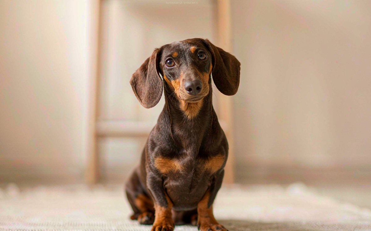 A chocolate and tan dachshund sitting upright on a pale rug in a bright room.
