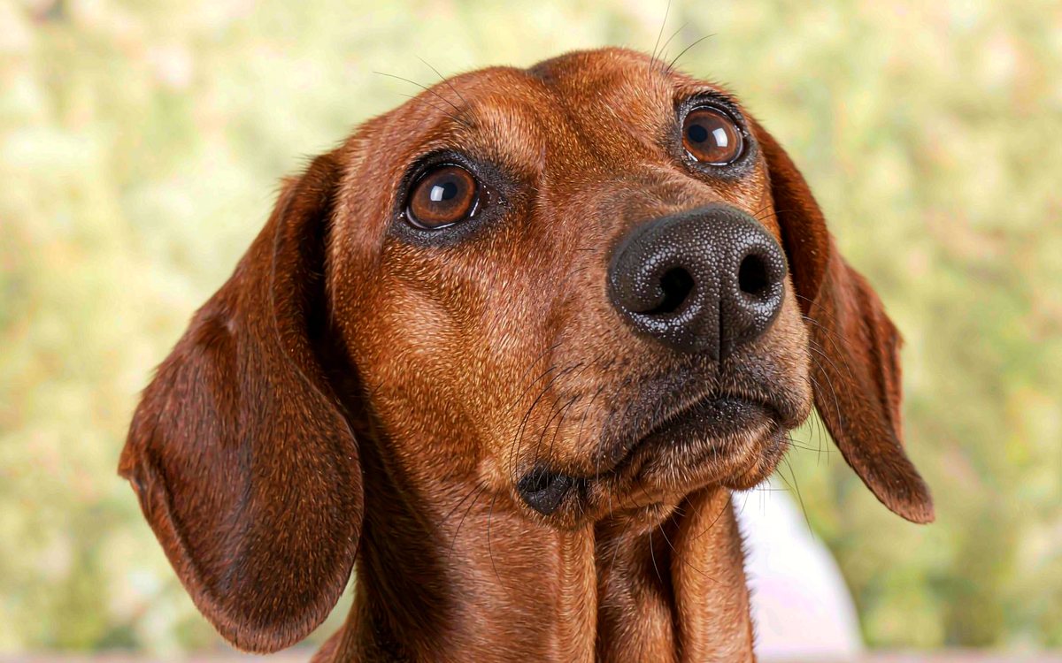 A red dachshund looking up at the camera.