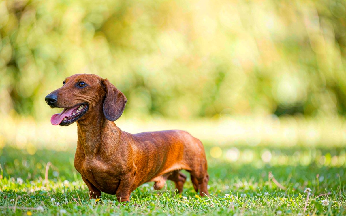 A red dachshund standing on a sunny garden lawn.