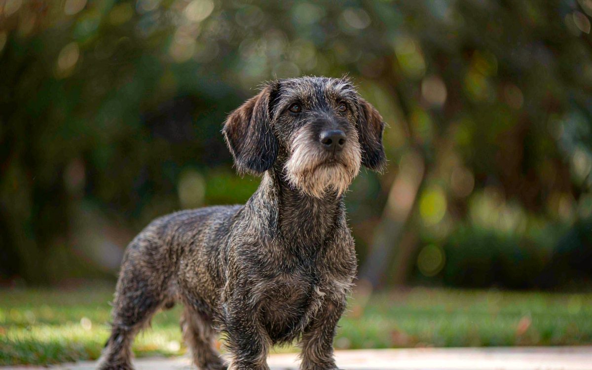 A wire-haired dachshund in wild boar colour standing on a light stone path outdoors.