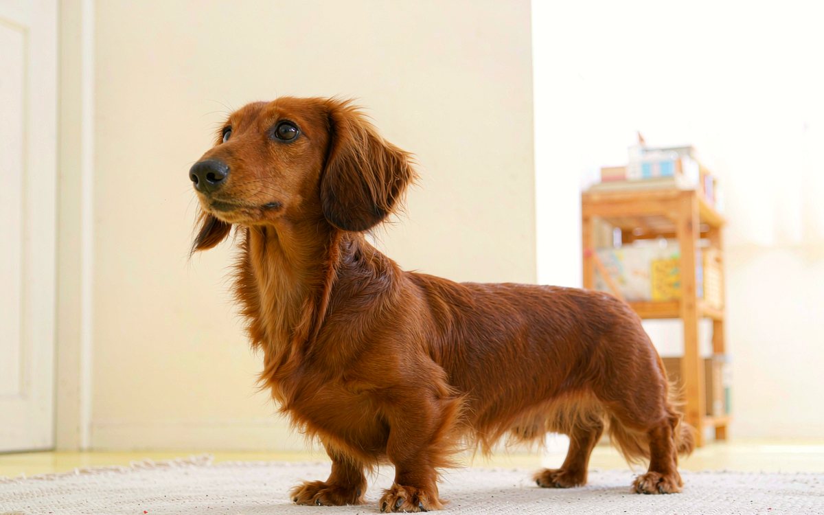 A red dachshund standing in profile, its long back clearly visible.