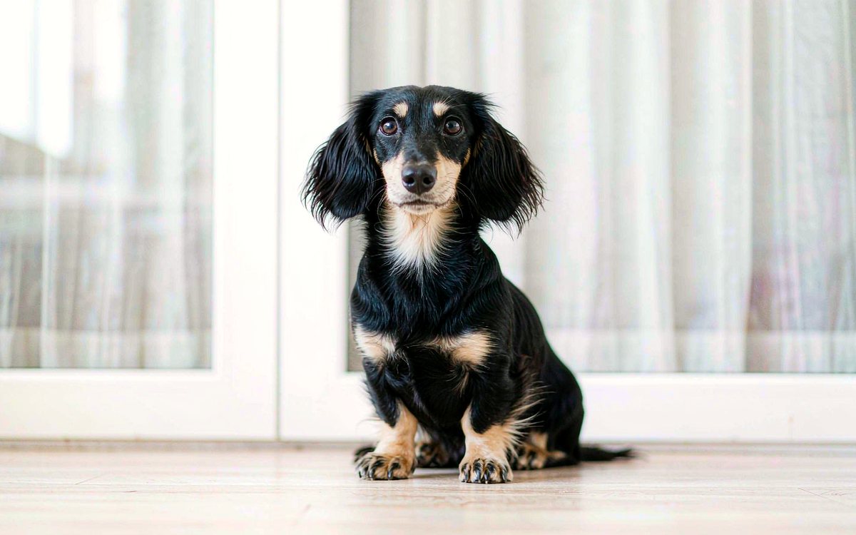 A black and cream dachshund sitting upright on a pale floor in a bright room.
